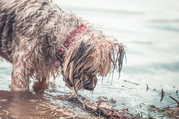 istock wet dog playing in the muddy water 1018746186
