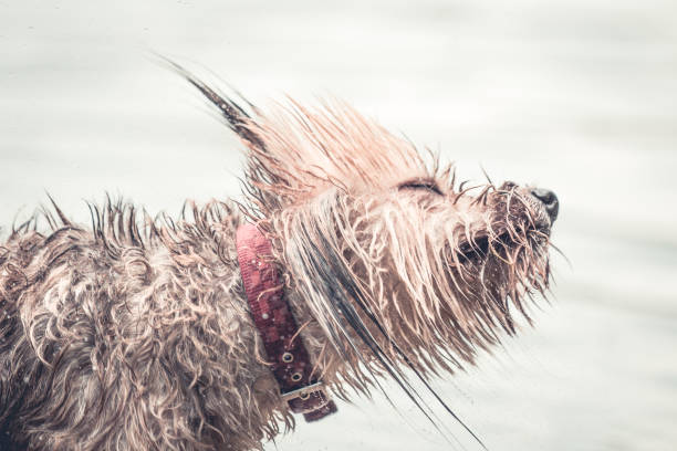 wet dog playing in the muddy water