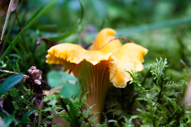 istock Chanterelle in the forest 1018746650