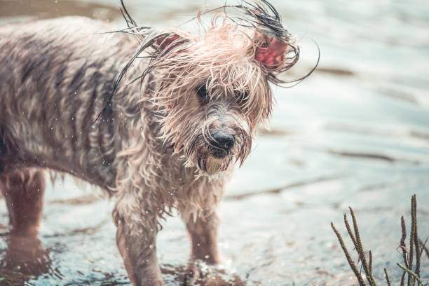 istock wet dog playing in the muddy water 1018746780