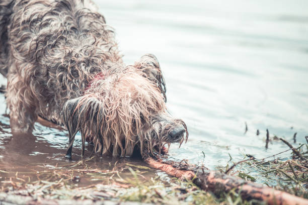 istock wet dog playing in the muddy water 1018746828
