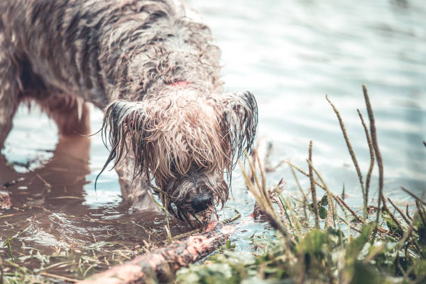 istock wet dog playing in the muddy water 1018747428