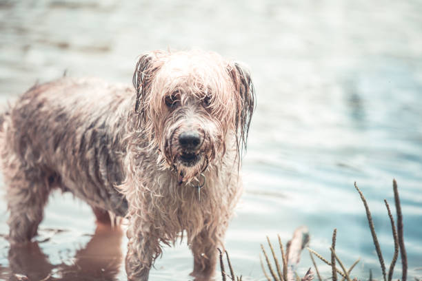 istock wet dog playing in the muddy water 1018751474