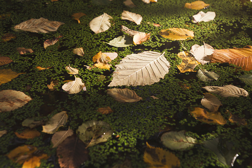 Fallen leaves on duckweed covering water surface . Autumn background.