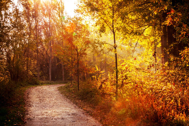 istock Magic morning in the autumn forest 1018755940