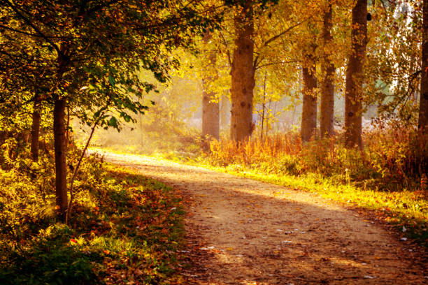 istock Magic morning in the autumn forest 1018757382