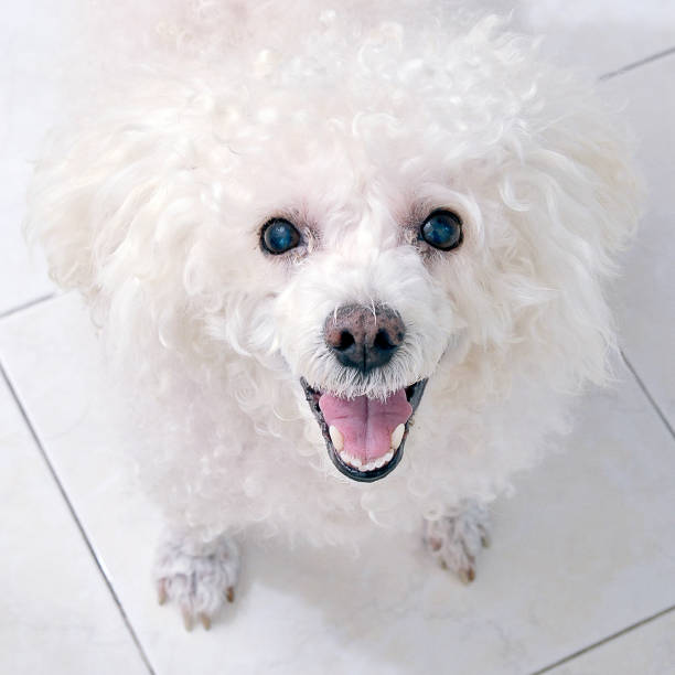 istock poodle toy dog smiles 1018760724