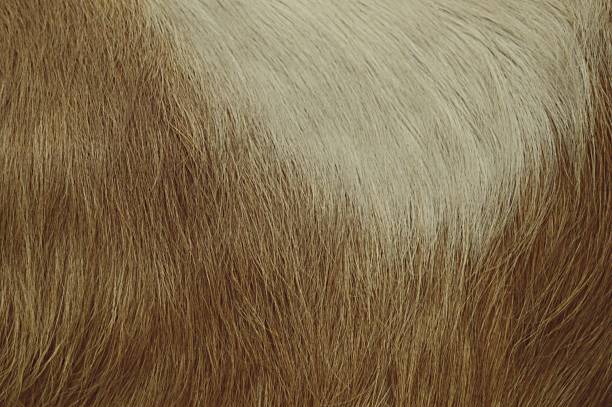 istock Dark brown hairy textured background with a blonde patch 1018760802