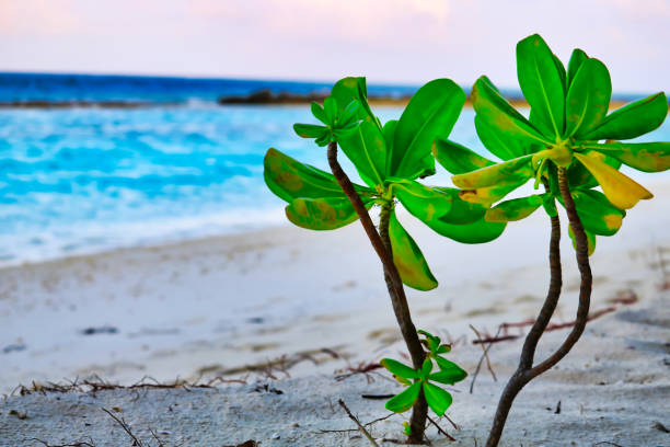 This great photo shows a green exotic plant growing on the beach on an island in the Maldives