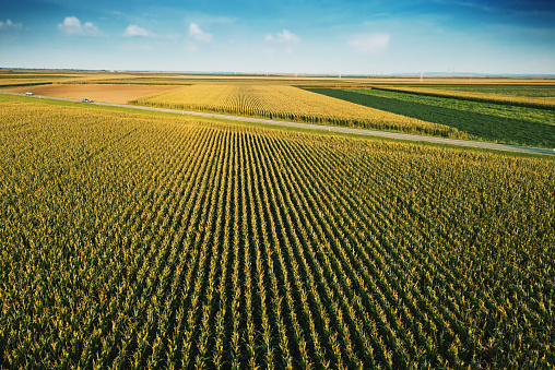 Aerial drone view of cultivated green corn field landscape