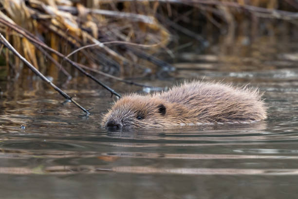 coypu