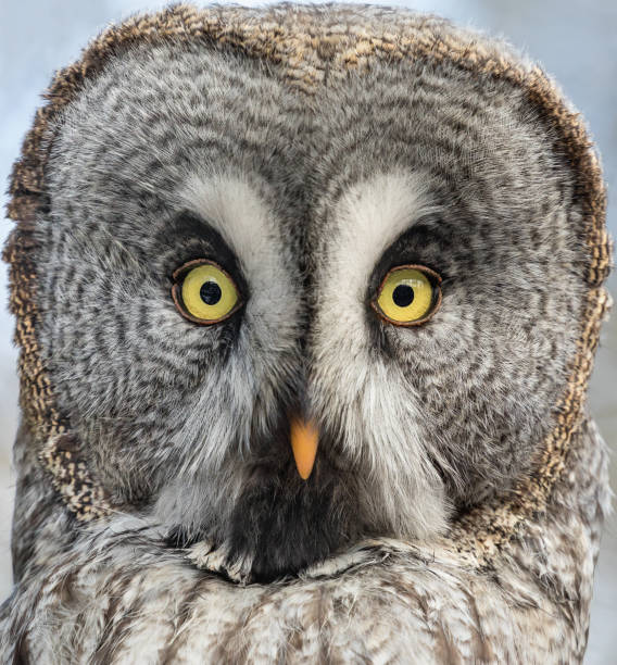 Portrait of a great gray owl (Strix nebulosa). The great gray owl (Strix nebulosa) is a very large owl, documented as the world's largest species of owl by length.