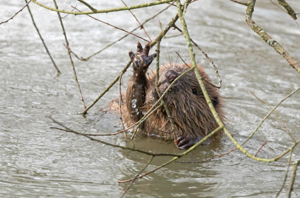 Young beaver (genus Castor)  eating twigs of a willow in a lake.The beaver (genus Castor) is a large, primarily nocturnal, semiaquatic rodent.