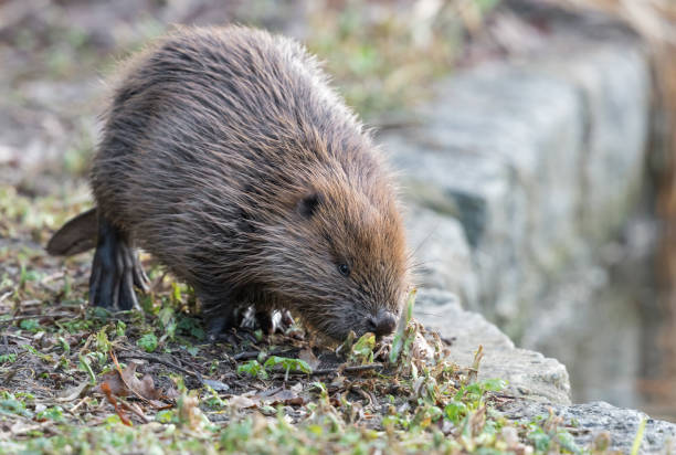 istock Young beaver (genus Castor) walking on the shore of a pond 1018765022