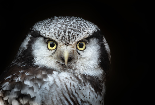 Portrait of a northern hawk-owl (Surnia ulula) against a dark background. The northern hawk-owl is one of the few owls that is neither nocturnal nor crepuscular, being active only during the day.