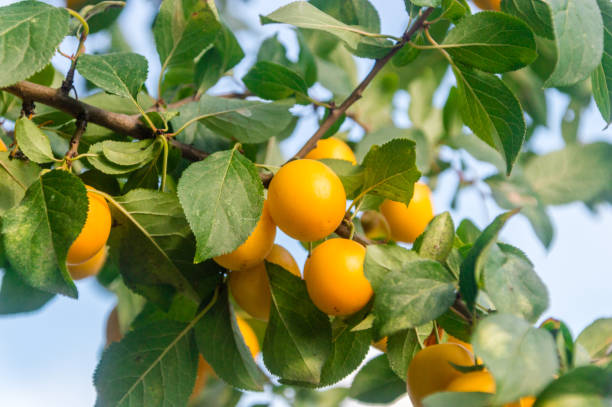 istock Yellow ripe mirabelle plum. 1018767756