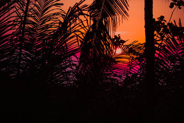 istock Tropical sunset between the coconut tree leaf. Optical focus is on the palm leaf. 1018768848