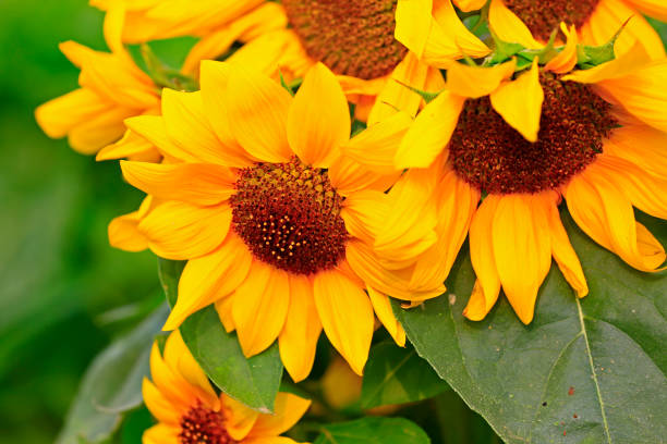 istock Sunflower grow in the wild