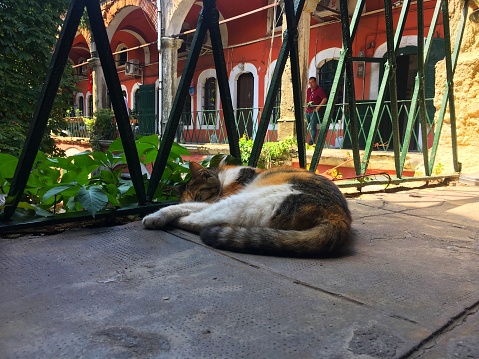 Zincirli Han, Beyazit, Istanbul, Turkey - 31 July, 2018: A street cat is sleeling at the old business center inside the Grand Bazaar.