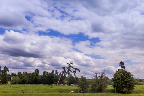 istock Summer Landscape with Sheeps Grazing in Warwickshire, England 1018783234