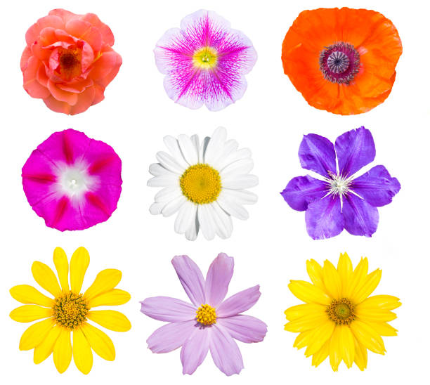 collection of top view flowers isolated on white background - poppy purple flower close up imagens e fotografias de stock