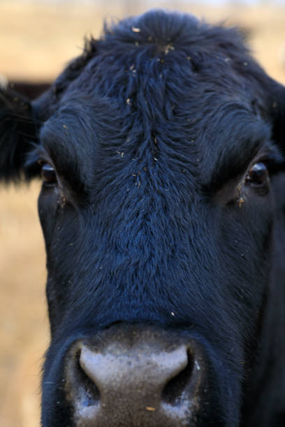 istock Angus cow close up portrait 1018791898