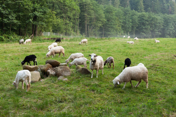 istock Beautiful sheeps, wool farm. Autumn countryside. 1018792188