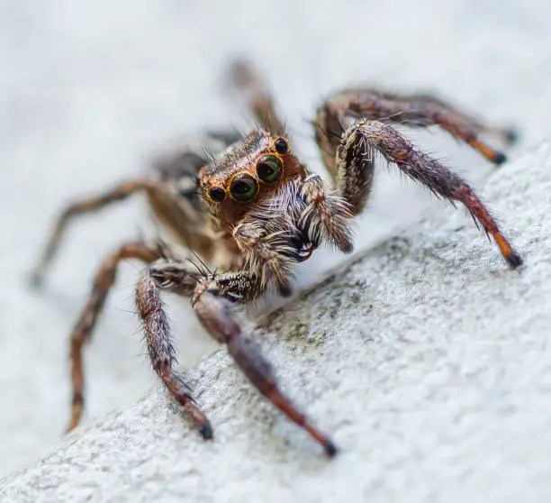 Macro photograph of a Jumping Spider