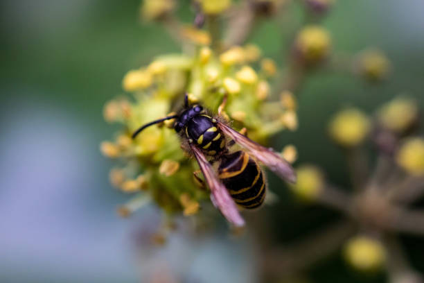 istock Wasp in search of pollen 1018795738