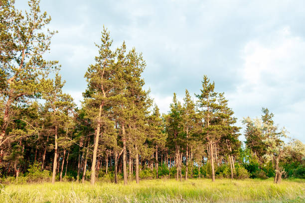 istock Landscape of a pine forest, tall beautiful trees 1018801278