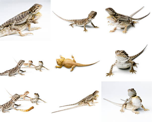 istock Agama. Bearded dragon is eating a worm, isolated on bright background. Pogona vitticeps. Set of Bearded dragon. 1018801642