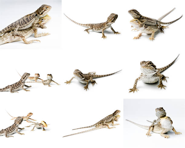istock Agama. Bearded dragon is eating a worm, isolated on bright background. Pogona vitticeps. Set of Bearded dragon. 1018801678