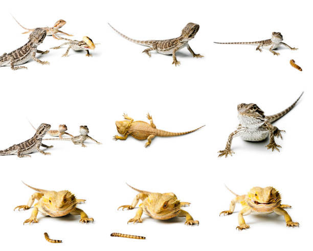 istock Agama. Bearded dragon is eating a worm, isolated on bright background. Pogona vitticeps. Set of Bearded dragon. 1018801680