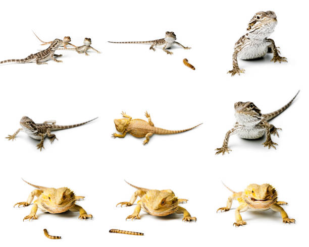 istock Agama. Bearded dragon is eating a worm, isolated on bright background. Pogona vitticeps. Set of Bearded dragon. 1018801682