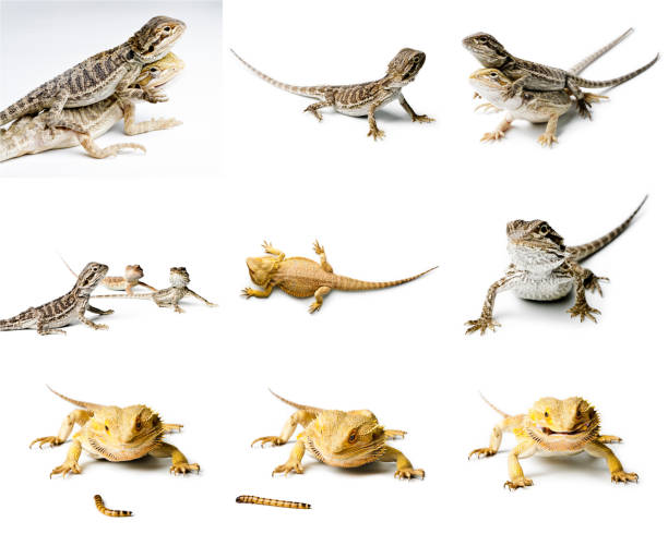 istock Agama. Bearded dragon is eating a worm, isolated on bright background. Pogona vitticeps. Set of Bearded dragon. 1018801686