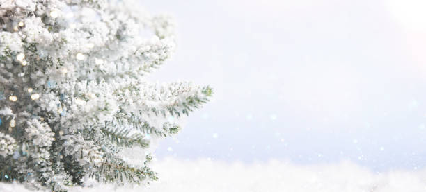 istock Christmas tree branch, holiday background 1018802274