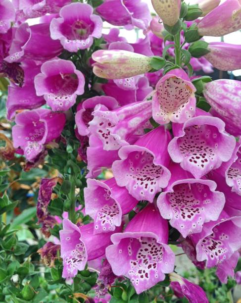 istock purple Digitalis flowers 1018812184