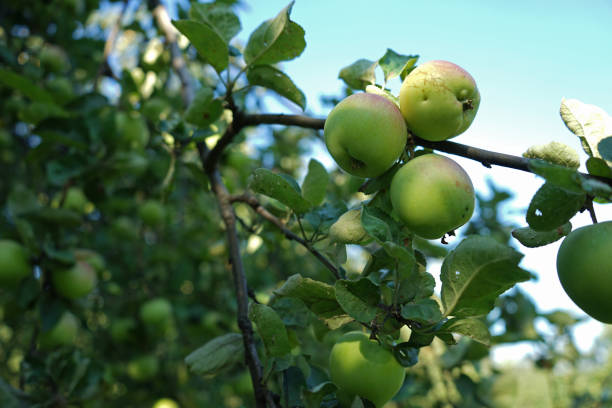 istock Green apples growing on a tree branch in the apple orchard. 1018812326