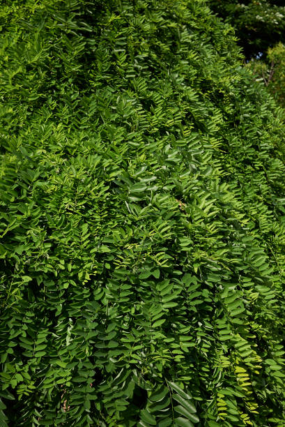 Styphnolobium japonicum pendula Styphnolobium japonicum pendula foliage styphnolobium japonicum stock pictures, royalty-free photos & images