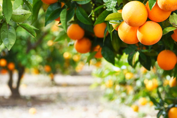 istock Summer  background. Lemon garden 1018817928