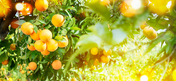 istock Summer  background. Orange garden 1018822282