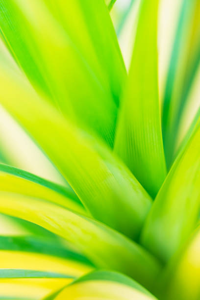 istock Closeup nature view of green leaf 1018825242