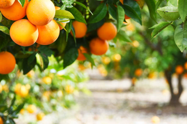 istock Summer  background. Lemon garden 1018825350