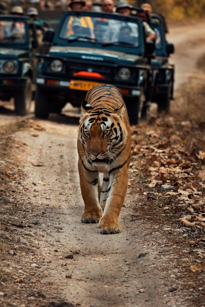 istock Tigress Chota Munna on the Road 1018825992
