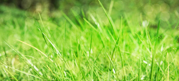 istock Fresh green grass. Nature background 1018826240