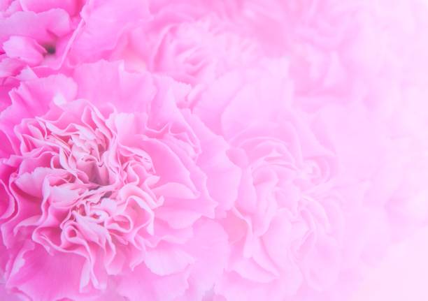 istock Pink carnations flower bouquet with soft light filter for background and wallpaper. 1018830620