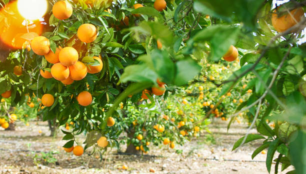 istock Orange garden, summer background 1018831114