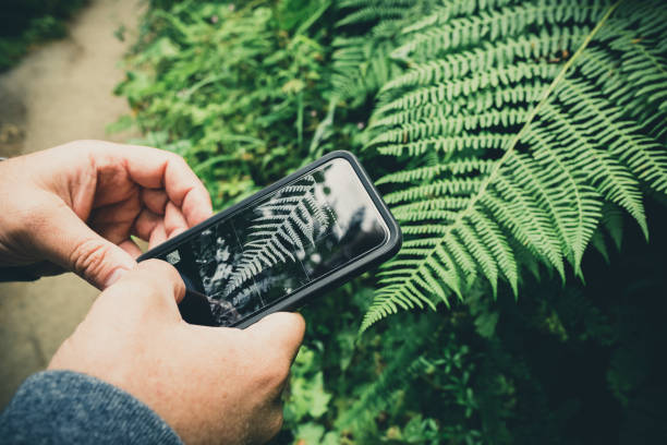 istock Fern leaf in the forest, natural background 1018831588