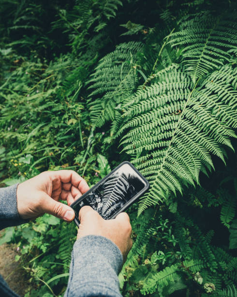 istock Fern leaf in the forest, natural background 1018834236