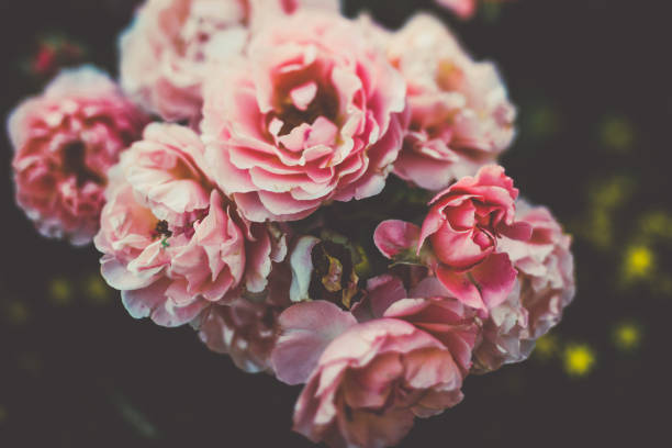 istock Garden rose in summer 1018834520